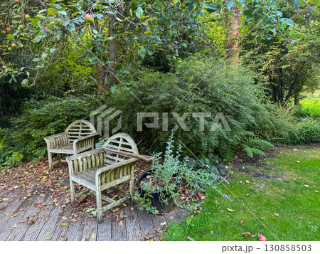 Enlgish green garden with multpiple type of trees and plants 130858503