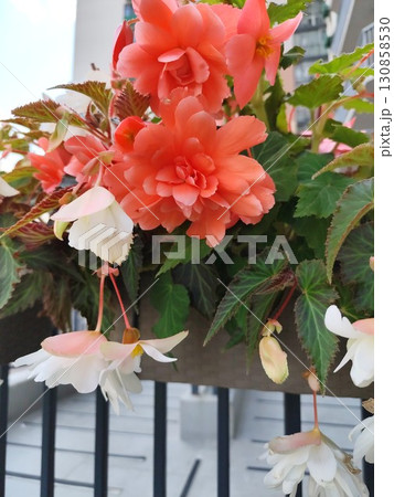 Begonia flower. Buds bloom. Plant Double Scarlet blooming outdoor 130858530