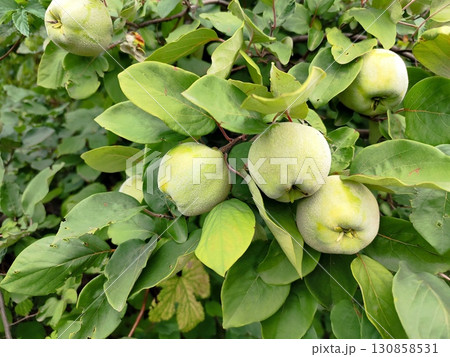 Quince fruits on a branch of a fruit tree. 130858531