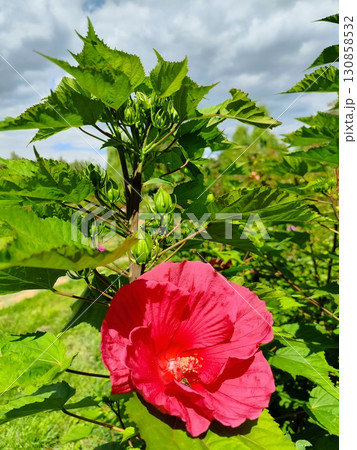 Hibiscus herbaceous. Red flower bud. Hibiscus herbaceous. Red flower bud. 130858532
