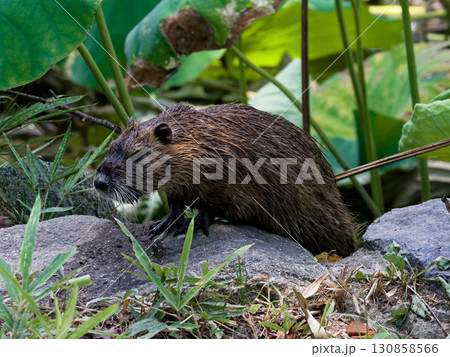 蓮池の外来種ヌートリア科ヌートリア 蓮池の外来種ヌートリア科ヌートリア 130858566