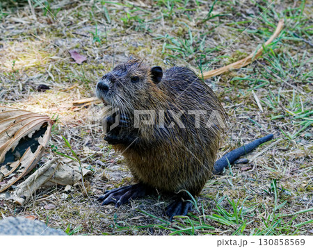 蓮池の外来種ヌートリア科ヌートリア 蓮池の外来種ヌートリア科ヌートリア 130858569
