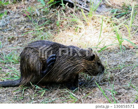 蓮池の外来種ヌートリア科ヌートリア 蓮池の外来種ヌートリア科ヌートリア 130858571