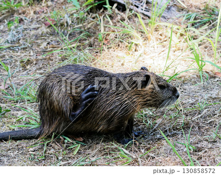 蓮池の外来種ヌートリア科ヌートリア 130858572