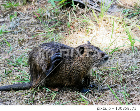 蓮池の外来種ヌートリア科ヌートリア 130858573