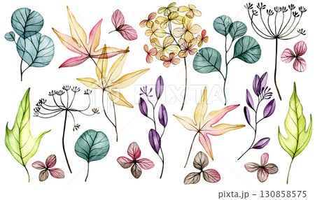 Set of delicate watercolor autumn leaves and flowers. transparent flowers, dry leaves. 130858575