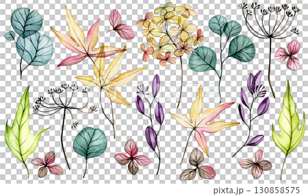 Set of delicate watercolor autumn leaves and flowers. transparent flowers, dry leaves. 130858575