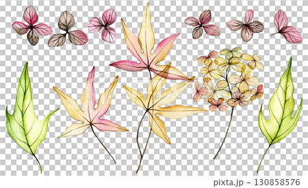 Set of delicate watercolor autumn leaves and flowers. transparent flowers, dry leaves. 130858576