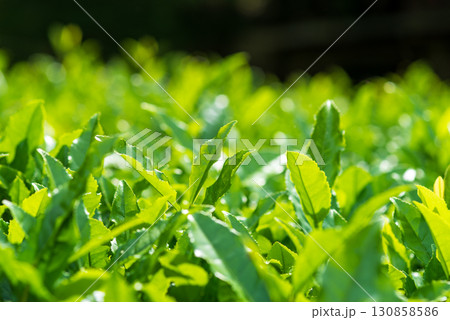新茶の葉っぱ・伊勢茶・すいざわ茶《三重県 四日市市 水沢町》 新茶の葉っぱ・伊勢茶・すいざわ茶《三重県 四日市市 水沢町》 130858586