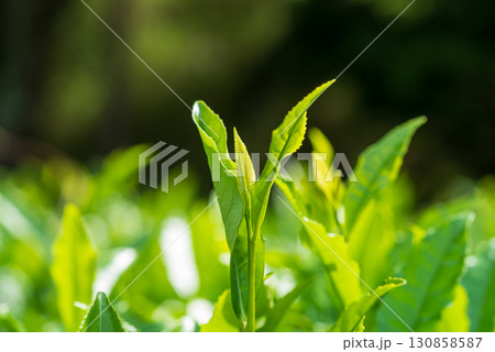 新茶の葉っぱ・伊勢茶・すいざわ茶《三重県 四日市市 水沢町》 130858587