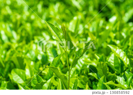 新茶の葉っぱ・伊勢茶・すいざわ茶《三重県 四日市市 水沢町》 新茶の葉っぱ・伊勢茶・すいざわ茶《三重県 四日市市 水沢町》 130858592