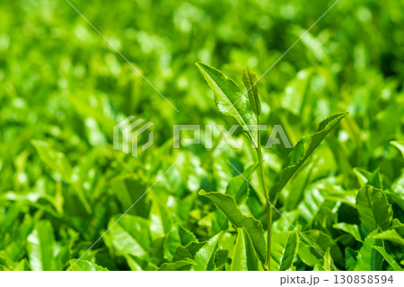 新茶の葉っぱ・伊勢茶・すいざわ茶《三重県 四日市市 水沢町》 130858594