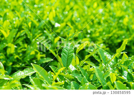 新茶の葉っぱ・伊勢茶・すいざわ茶《三重県 四日市市 水沢町》 新茶の葉っぱ・伊勢茶・すいざわ茶《三重県 四日市市 水沢町》 130858595
