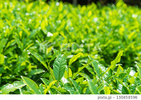新茶の葉っぱ・伊勢茶・すいざわ茶《三重県 四日市市 水沢町》 新茶の葉っぱ・伊勢茶・すいざわ茶《三重県 四日市市 水沢町》 130858596