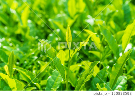 新茶の葉っぱ・伊勢茶・すいざわ茶《三重県 四日市市 水沢町》 130858598