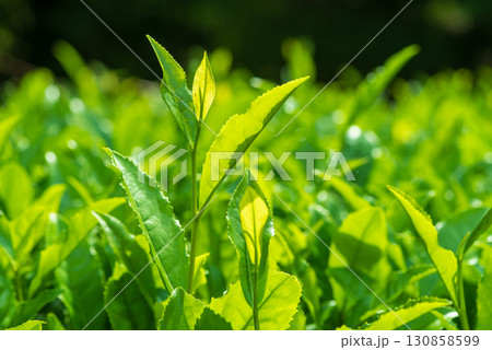 新茶の葉っぱ・伊勢茶・すいざわ茶《三重県 四日市市 水沢町》 新茶の葉っぱ・伊勢茶・すいざわ茶《三重県 四日市市 水沢町》 130858599