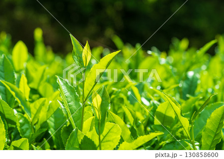 新茶の葉っぱ・伊勢茶・すいざわ茶《三重県 四日市市 水沢町》 130858600
