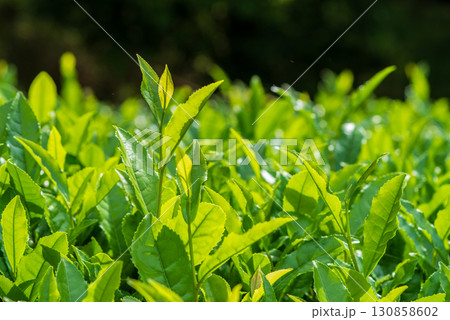 新茶の葉っぱ・伊勢茶・すいざわ茶《三重県 四日市市 水沢町》 新茶の葉っぱ・伊勢茶・すいざわ茶《三重県 四日市市 水沢町》 130858602
