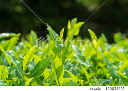 新茶の葉っぱ・伊勢茶・すいざわ茶《三重県 四日市市 水沢町》 新茶の葉っぱ・伊勢茶・すいざわ茶《三重県 四日市市 水沢町》 130858605