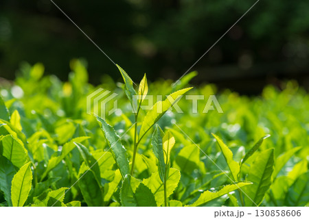 新茶の葉っぱ・伊勢茶・すいざわ茶《三重県 四日市市 水沢町》 130858606