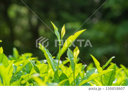 新茶の葉っぱ・伊勢茶・すいざわ茶《三重県 四日市市 水沢町》 130858607