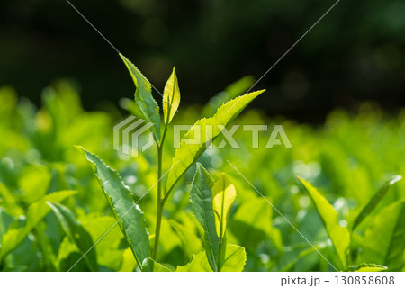 新茶の葉っぱ・伊勢茶・すいざわ茶《三重県 四日市市 水沢町》 新茶の葉っぱ・伊勢茶・すいざわ茶《三重県 四日市市 水沢町》 130858608