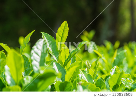 新茶の葉っぱ・伊勢茶・すいざわ茶《三重県 四日市市 水沢町》 新茶の葉っぱ・伊勢茶・すいざわ茶《三重県 四日市市 水沢町》 130858609