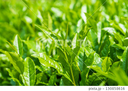 新茶の葉っぱ・伊勢茶・すいざわ茶《三重県 四日市市 水沢町》 新茶の葉っぱ・伊勢茶・すいざわ茶《三重県 四日市市 水沢町》 130858616