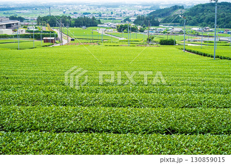 新茶畑・伊勢茶・すいざわ茶《三重県 四日市市 水沢町》 130859015