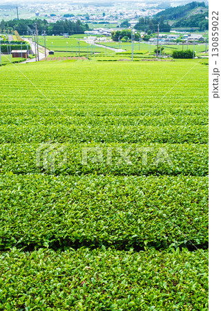 新茶畑・伊勢茶・すいざわ茶《三重県 四日市市 水沢町》 130859022