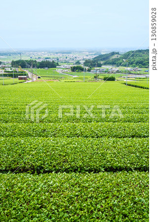 新茶畑・伊勢茶・すいざわ茶《三重県 四日市市 水沢町》 新茶畑・伊勢茶・すいざわ茶《三重県 四日市市 水沢町》 130859028