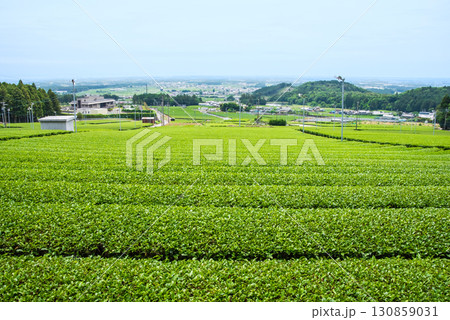 新茶畑・伊勢茶・すいざわ茶《三重県 四日市市 水沢町》 新茶畑・伊勢茶・すいざわ茶《三重県 四日市市 水沢町》 130859031