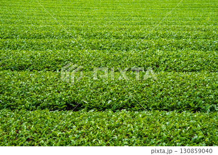 新茶畑・伊勢茶・すいざわ茶《三重県 四日市市 水沢町》 130859040