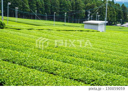 新茶畑・伊勢茶・すいざわ茶《三重県 四日市市 水沢町》 新茶畑・伊勢茶・すいざわ茶《三重県 四日市市 水沢町》 130859059