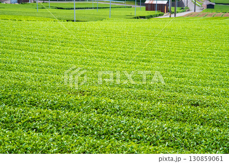 新茶畑・伊勢茶・すいざわ茶《三重県 四日市市 水沢町》 130859061