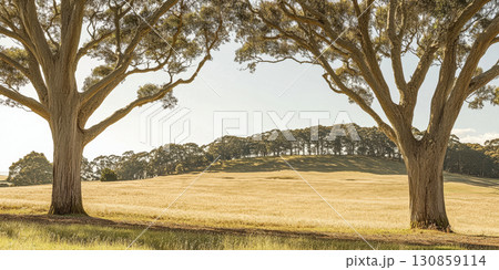Golden fields and towering trees under a bright sky in a serene countryside landscape at sunset 130859114