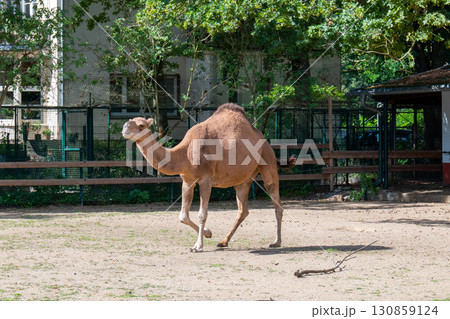 A one-humped camel (dromedary) walks through a paddock at a zoo or farm. The camel, with its characteristic sandy-brown coloring and large hump on its back, looks away. The paddock appears spacious, w 130859124