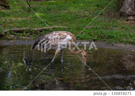 A young crane stands in the water, head bowed to drink, its brown and white plumage with mottled spots standing out against the dark water. A young crane stands in the water, head bowed to drink, its brown and white plumage with mottled spots standing out against the dark water. 130859271