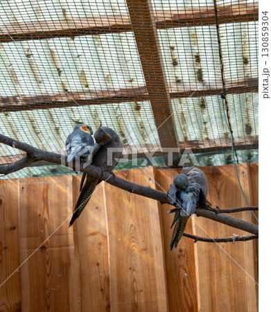 Three cockatiel parrots are perched on a wooden branch inside a spacious aviary or cage. The birds are in a calm, resting state; two are preening each other, showing a friendly and social interaction. Three cockatiel parrots are perched on a wooden branch inside a spacious aviary or cage. The birds are in a calm, resting state; two are preening each other, showing a friendly and social interaction. 130859304