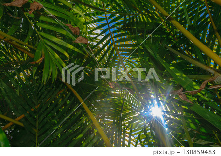 A lot of palm leaves covering the sky. Sun beam visible through the leaves A lot of palm leaves covering the sky. Sun beam visible through the leaves 130859483