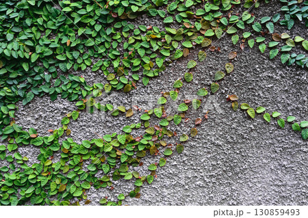 Background surface of grey concrete wall with green climbing plant 130859493