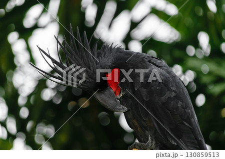 Black palm cockatoo with red cheek in green and blurred tropical forest background Black palm cockatoo with red cheek in green and blurred tropical forest background 130859513