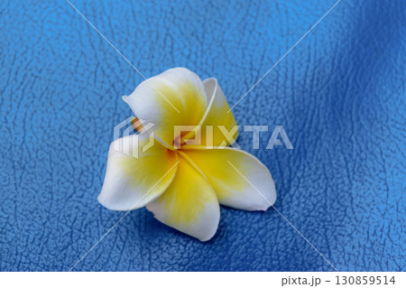 Blossom of white and yellow plumeria flower on blue background Blossom of white and yellow plumeria flower on blue background 130859514