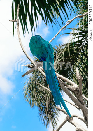 Blue-yellow Macaw parrot sitting on the branch in front of blue sky Blue-yellow Macaw parrot sitting on the branch in front of blue sky 130859516