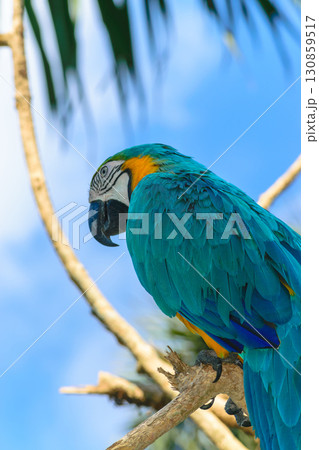 Blue-yellow Macaw parrot sitting on the branch in front of blue sky 130859517