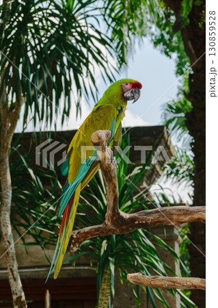 Military Macaw parrot sitting on the branch in front of palm trees ant temple Military Macaw parrot sitting on the branch in front of palm trees ant temple 130859528