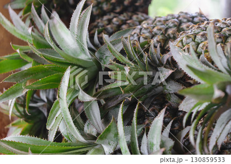Pile of green pineapples at the local fruit market in Indonesia Pile of green pineapples at the local fruit market in Indonesia 130859533