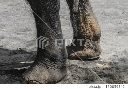 Sumatra elephant back foot standing on grey dirt Sumatra elephant back foot standing on grey dirt 130859542