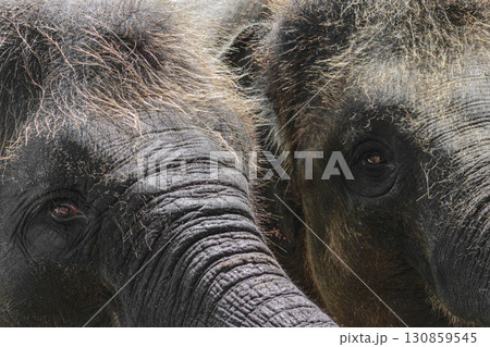 Two young and hairy Sumatra elephants trying to reach something with trunks 130859545