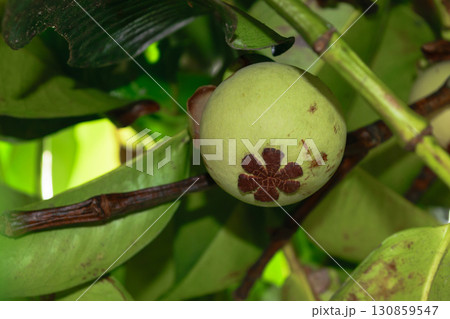 Unripe green mangosteen fruit growing on the tree 130859547